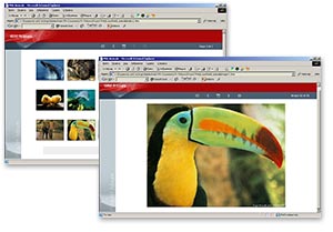 PicaJet - Sample Photo Gallery - Wild life